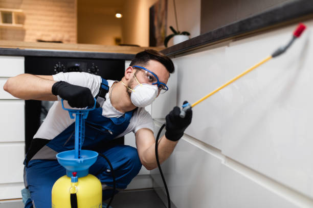 Wasp Removal Services in Medford, WI
