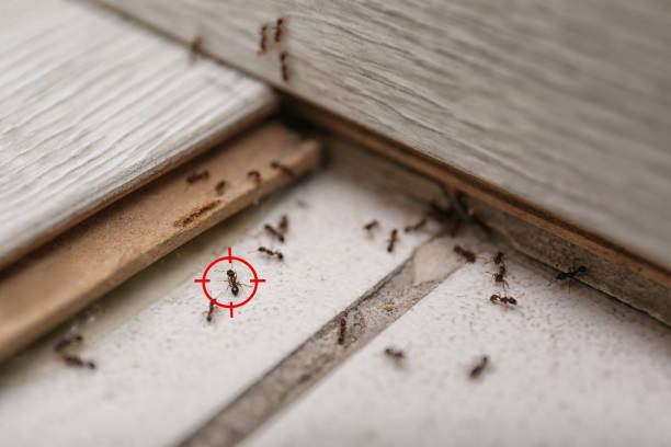 Bird Control in Medford, WI